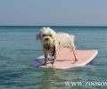 Η σκυλίτσα που απολαμβάνει τη σανίδα στη θάλασσα στην Πάρο (βίντεο)