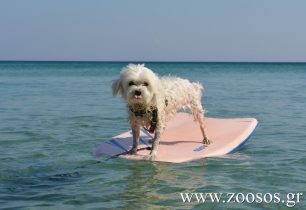 Η σκυλίτσα που απολαμβάνει τη σανίδα στη θάλασσα στην Πάρο (βίντεο)
