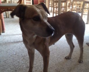 Βρέθηκε θηλυκός σκύλος στο Ζούμπερι Αττικής μήπως τον χάσατε;