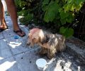 Κέρκυρα: Αθώωσαν τον άνδρα που έλουσε με πετρέλαιο τον σκύλο του - Διαγράφεται το πρόστιμο των 30.000 €
