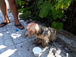 Κέρκυρα: Αθώωσαν τον άνδρα που έλουσε με πετρέλαιο τον σκύλο του - Διαγράφεται το πρόστιμο των 30.000 €