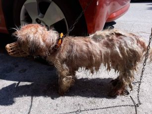 Πρόστιμο 30.000 € στον άνδρα που έριξε πετρέλαιο στον σκύλο του στο Σολάρι Κέρκυρας