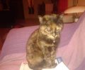 Χάθηκε ηλικιωμένη γάτα (ταρταρούγα) στον Νέο Βουτζά Αττικής