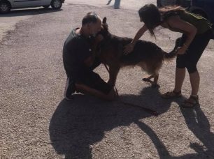 Ξανά με την οικογένεια του ο σκύλος που βρέθηκε ζωντανός μετά την πυρκαγιά στο Μάτι της Αττικής