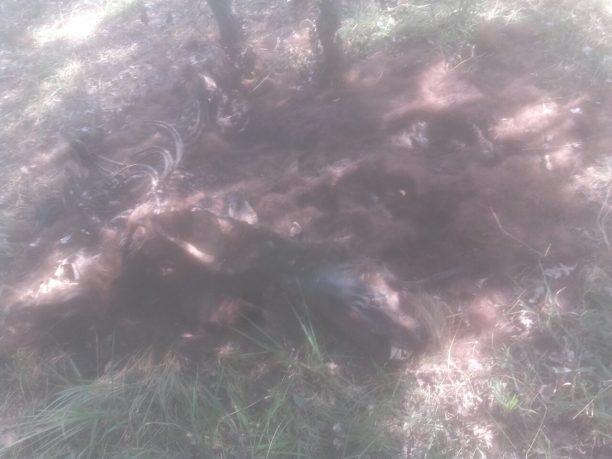 Ακόμα μια αρκούδα νεκρή εντοπίστηκε στο Βροντερό Φλώρινας