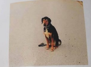 Χάθηκε αρσενικός σκύλος στο Κορωπί Αττικής