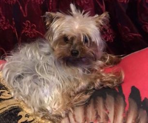 Χάθηκε μικρόσωμος θηλυκός σκύλος στην Αργυρούπολη Αττικής