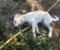 Αχαΐα: Τέσσερα σκυλιά νεκρά από φόλες στην περιοχή του Αγίου Βασιλείου