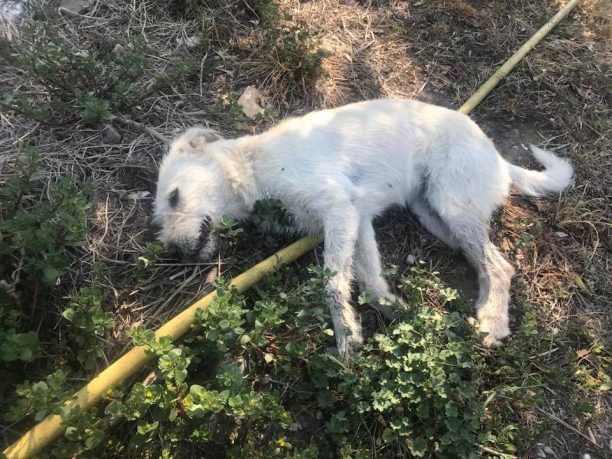 Αχαΐα: Τέσσερα σκυλιά νεκρά από φόλες στην περιοχή του Αγίου Βασιλείου