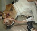 Αιγάνη Λάρισας: Βρήκε τον σκύλο πυροβολημένο στο κεφάλι
