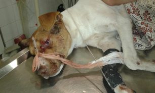 Αιγάνη Λάρισας: Βρήκε τον σκύλο πυροβολημένο στο κεφάλι