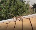 Μια εξαιρετικά ταλαιπωρημένη αλεπού πήγε στο 8ο Νηπιαγωγείο Κορυδαλλού Αττικής (βίντεο)