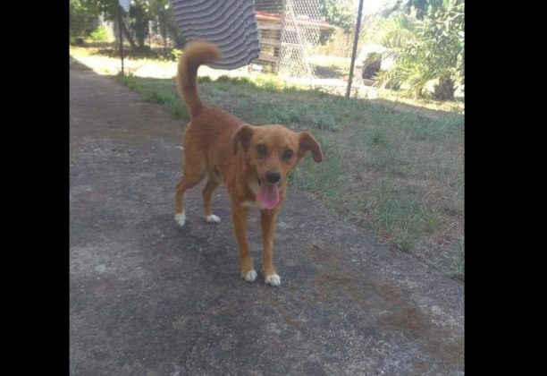 Βρέθηκε - Χάθηκε αρσενικός σκύλος στην Εγλυκάδα Πάτρας
