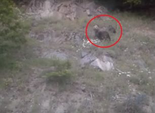 Οι αρκούδες δεν επιτίθενται στους ανθρώπους πετώντας πέτρες (βίντεο)
