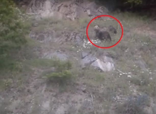 Οι αρκούδες δεν επιτίθενται στους ανθρώπους πετώντας πέτρες (βίντεο)