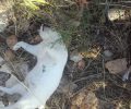 Φόλες και δηλητηριασμένες γάτες βρήκε ο εκπαιδευμένος σκύλος στις Ασίτες Ηρακλείου Κρήτης