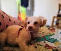 Χάθηκε θηλυκός μικρόσωμος άσπρος σκύλος Στην Παναγία της Λήμνου