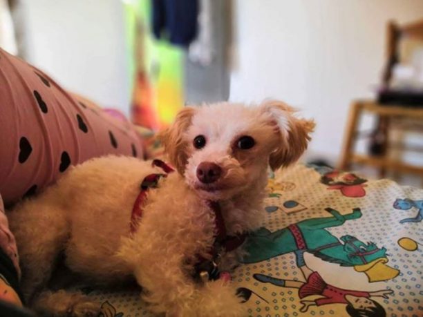 Χάθηκε θηλυκός μικρόσωμος άσπρος σκύλος Στην Παναγία της Λήμνου