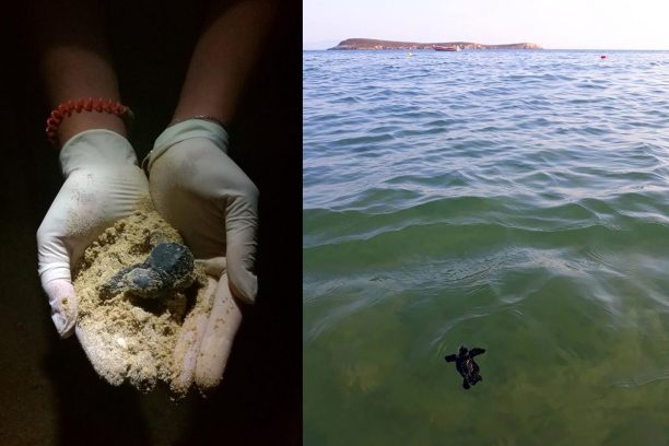 Απεγκλώβισε 73 χελωνάκια caretta caretta από φωλιά στην παραλία της Χρυσής Ακτής της Πάρου