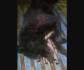 6-3-2019 στη Λιβαδειά η δίκη του ηλικιωμένου που σκότωσε δύο σκυλιά στη Δαύλεια Βοιωτίας το 2017