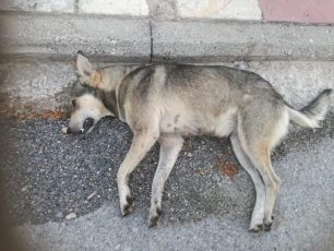 Σκύλος νεκρός από φόλα στο Δημοτικό Πάρκο Κοζάνης (βίντεο)