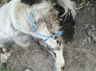 Δίον Πιερίας: Βρήκαν σκύλο νεκρό δεμένο από το πόδι με σχοινί