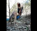 Ρόδος: Έσωσαν το ελάφι που βρέθηκε παγιδευμένο σε δίχτυα στα Λάερμα (βίντεο)