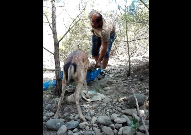Ρόδος: Έσωσαν το ελάφι που βρέθηκε παγιδευμένο σε δίχτυα στα Λάερμα (βίντεο)