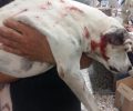 Κατήγγειλε στην Αστυνομία τον άνδρα που πυροβόλησε σκύλο στα Φιλιατρά Μεσσηνίας