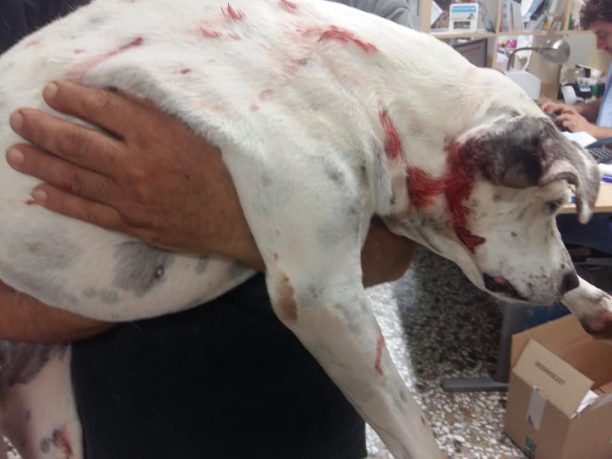 Κατήγγειλε στην Αστυνομία τον άνδρα που πυροβόλησε σκύλο στα Φιλιατρά Μεσσηνίας