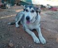 Αναζητούν σπιτικό για τον θηλυκό σκύλο που έχασε τον δικό του άνθρωπο στο Μάτι Αττικής το βράδυ της φονικής πυρκαγιάς