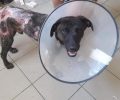 Ο σκύλος που βρέθηκε με εκτεταμένα εγκαύματα στο Μάτι Αττικής έζησε, στέκεται όρθιος και χρειάζεται μια πραγματική οικογένεια