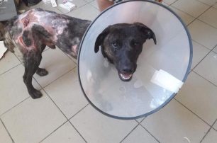 Ο σκύλος που βρέθηκε με εκτεταμένα εγκαύματα στο Μάτι Αττικής έζησε, στέκεται όρθιος και χρειάζεται μια πραγματική οικογένεια