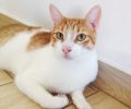 Χάθηκε αρσενική γάτα στην πίστα του Αεροδρομίου Αθηνών «Ελ. Βενιζέλος»