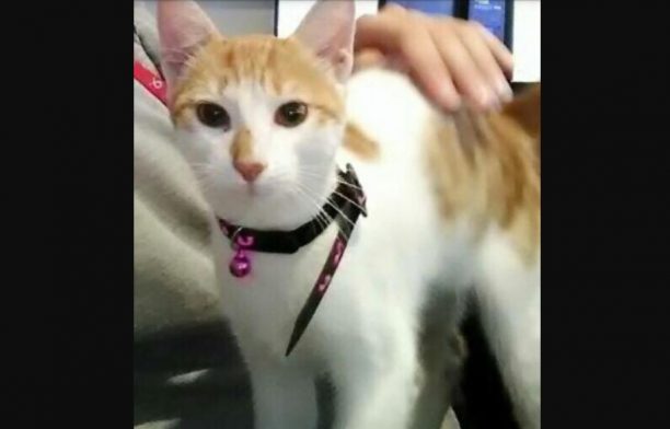 Βρέθηκε θηλυκή γάτα με περιλαίμιο και μωβ κουδουνάκι στο πάρκινγκ του Αεροδρομίου Αθηνών