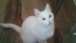 Χάθηκε άσπρη θηλυκή κουφή γάτα στη Χρυσούπολη Περιστερίου Αττικής