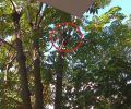Δήμος Αθηναίων & Πυροσβεστική αδιαφόρησαν στην έκκληση για απεγκλωβισμό γάτας που είναι 6 μέρες σκαρφαλωμένη σε δέντρο (βίντεο)