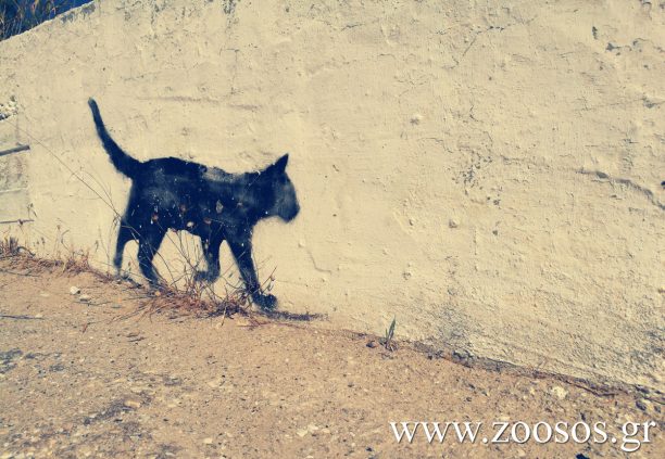 Δωρεάν στειρώσεις αδέσποτων ζώων στη Χαλκιδική
