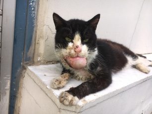 Λίγοι μήνες ζωής απομένουν στον άρρωστο γάτο που ζούσε αδέσποτος στον Βοτανικό της Αθήνας