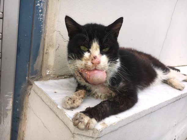 Έκκληση για την περίθαλψη άρρωστης γάτας που ζει στον Βοτανικό στην Αθήνα
