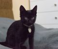 Βρέθηκε μαύρο θηλυκό γατάκι στον Άλιμο Αττικής