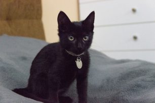 Βρέθηκε μαύρο θηλυκό γατάκι στον Άλιμο Αττικής
