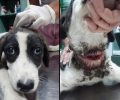 Έσωσαν κουτάβι που περιφερόταν με κομμένο λαιμό από καλώδιο στον Γλαύκο Αχαΐας (βίντεο)