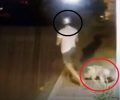 Χανιά: Εγκατέλειψε τον σκύλο του φορώντας κράνος για να μην καταγράψει η κάμερα ασφαλείας τα χαρακτηριστικά του (βίντεο)