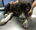 Βρήκαν νεαρό σκύλο με εγκαύματα στην πλάτη στην Ιτέα Καρδίτσας