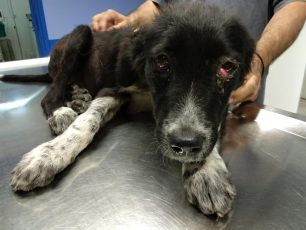 Βρήκαν νεαρό σκύλο με εγκαύματα στην πλάτη στην Ιτέα Καρδίτσας