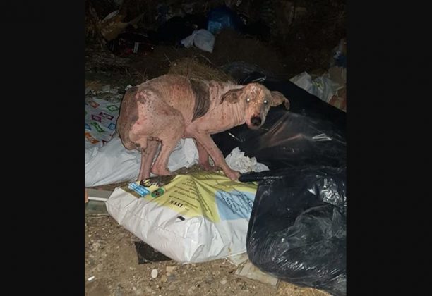 Φθιώτιδα: Έκκληση για τη σωτηρία του άρρωστου σκύλου που περιφέρεται σε σκουπιδότοπο στα Καμένα Βούρλα