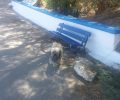 Εύβοια: Βρήκε τον σκύλο εγκαταλελειμμένο δεμένο στο λιμάνι της Καναπίτσας στη Χαλκίδα (βίντεο)