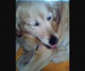 Χάθηκε θηλυκός σκύλος Γκόλντεν Ριτρίβερ στη Νέα Σμύρνη Λάρισας