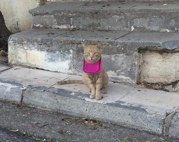 Έκκληση για τη διάσωση της γάτας που εγκλωβίστηκε σε καπάκι τάπερ στη Νέα Φιλοθέη της Αθήνας